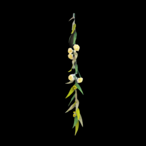 White Eucalyptus Flower light