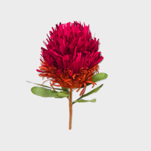 MAGENTA PINK: Banksia paper flower