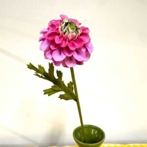 DOUBLE PINK JOWEY DAHLIA : M (Copy)