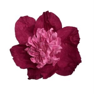 Magenta pink : CAMELIA FLOWER