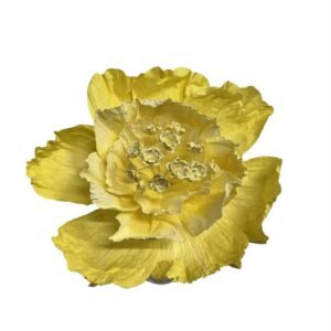 Soft yellow : PRIMROSE FLOWER