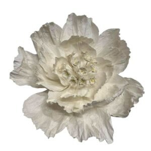 White : PRIMROSE FLOWER