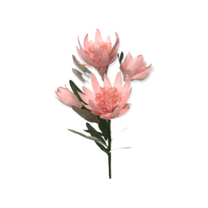 PINK: Serruria protea paper flower bunch