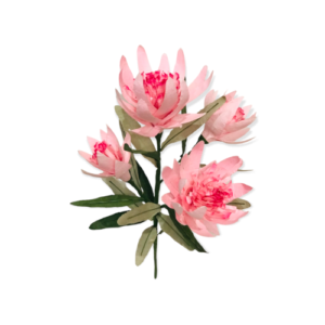 BABY PINK: Serruria protea paper flower bunch