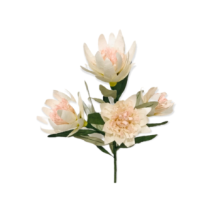 WHITE: Serruria protea paper flower bunch
