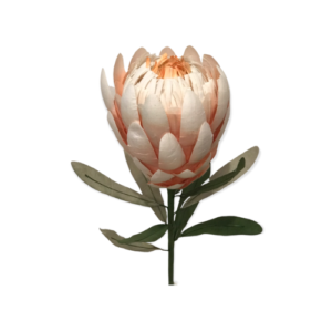 APRICOT: Princess protea paper flower