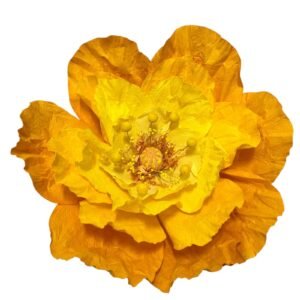 Yellow : Poppy flower