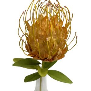 Yellow : PROTEA LEUCOSPERMUMS
