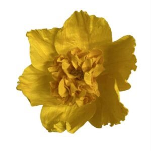 Yellow : CAMELIA FLOWER